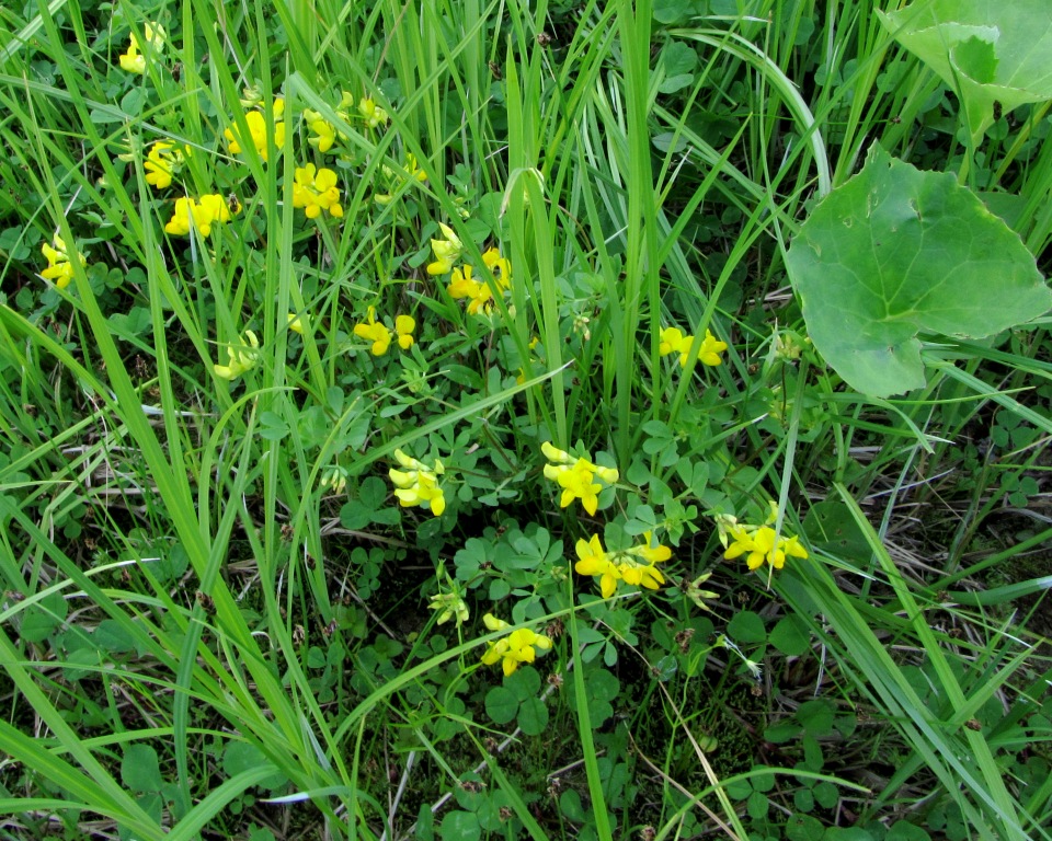 Image of Lotus peczoricus specimen.