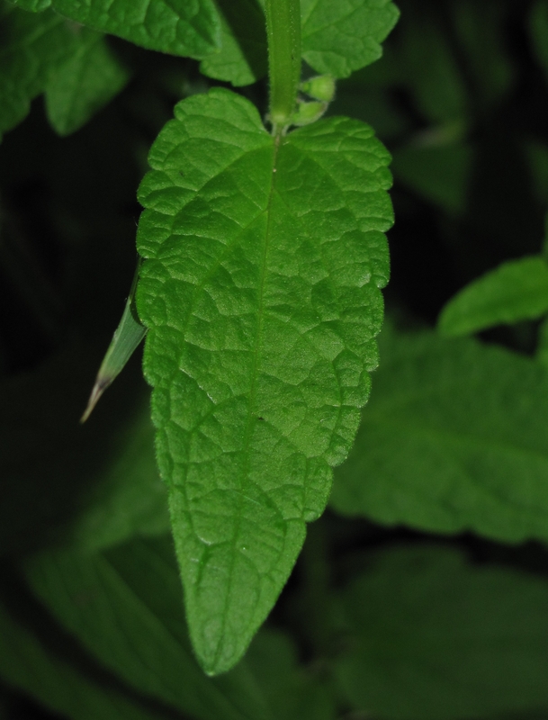 Image of Scutellaria galericulata specimen.