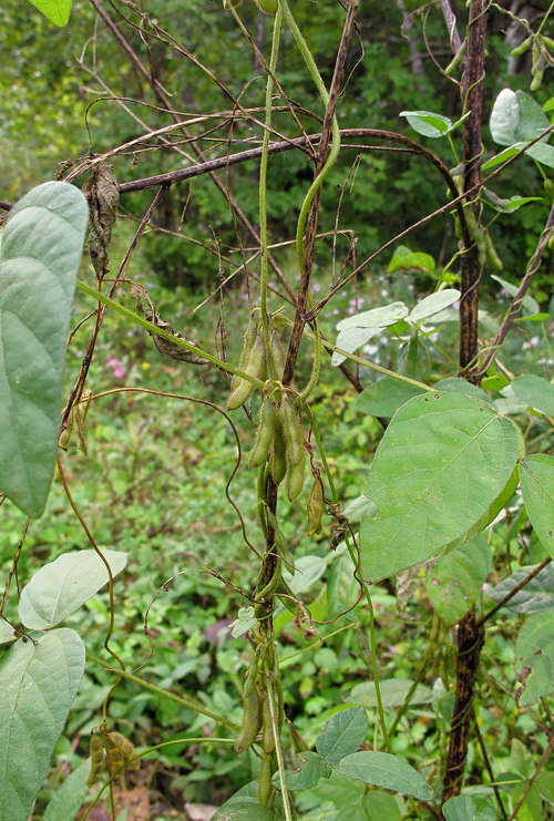 Изображение особи Glycine soja.