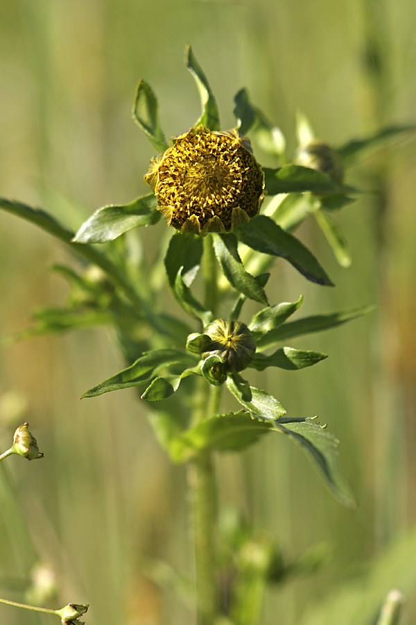 Изображение особи Bidens cernua.