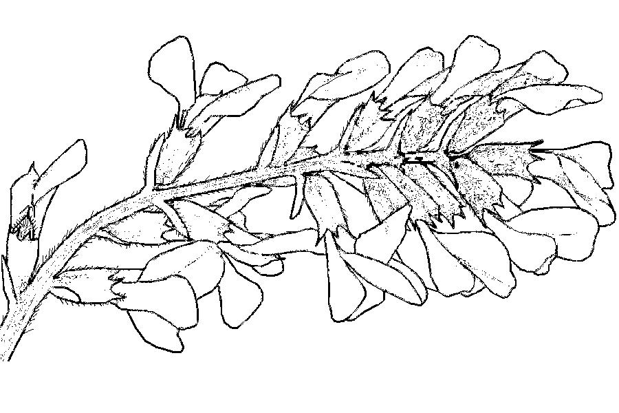 Изображение особи Oxytropis uralensis.