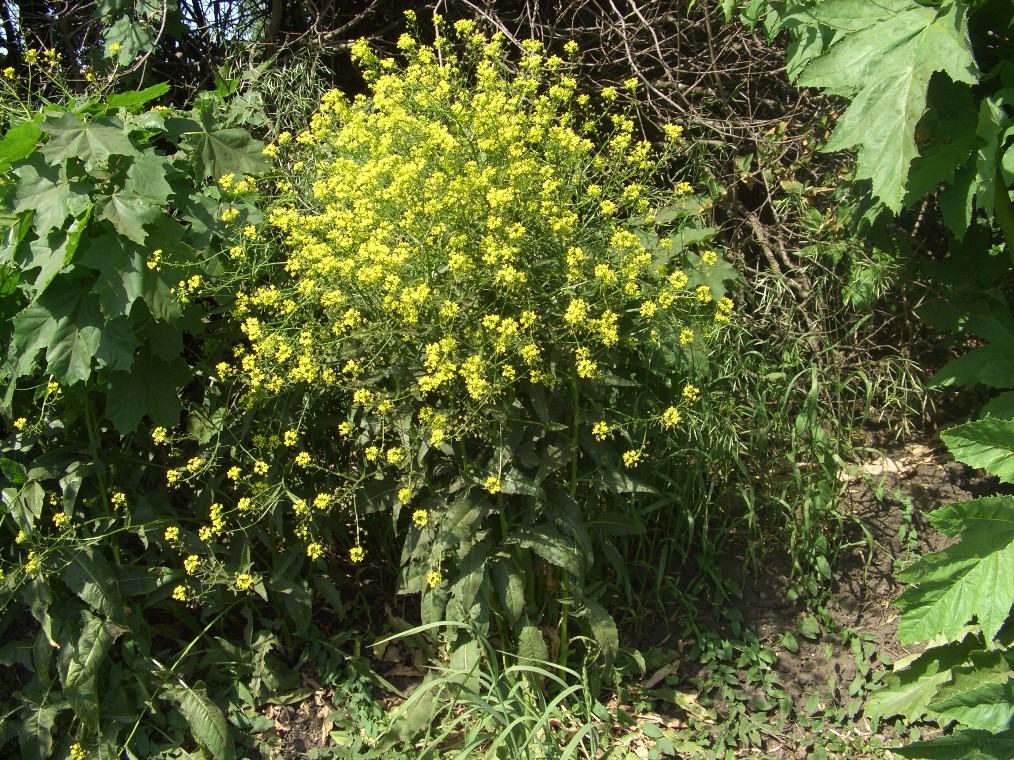 Image of Bunias orientalis specimen.