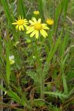 Смотреть изображение Senecio vernalis