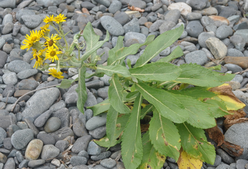 Изображение особи Senecio pseudoarnica.