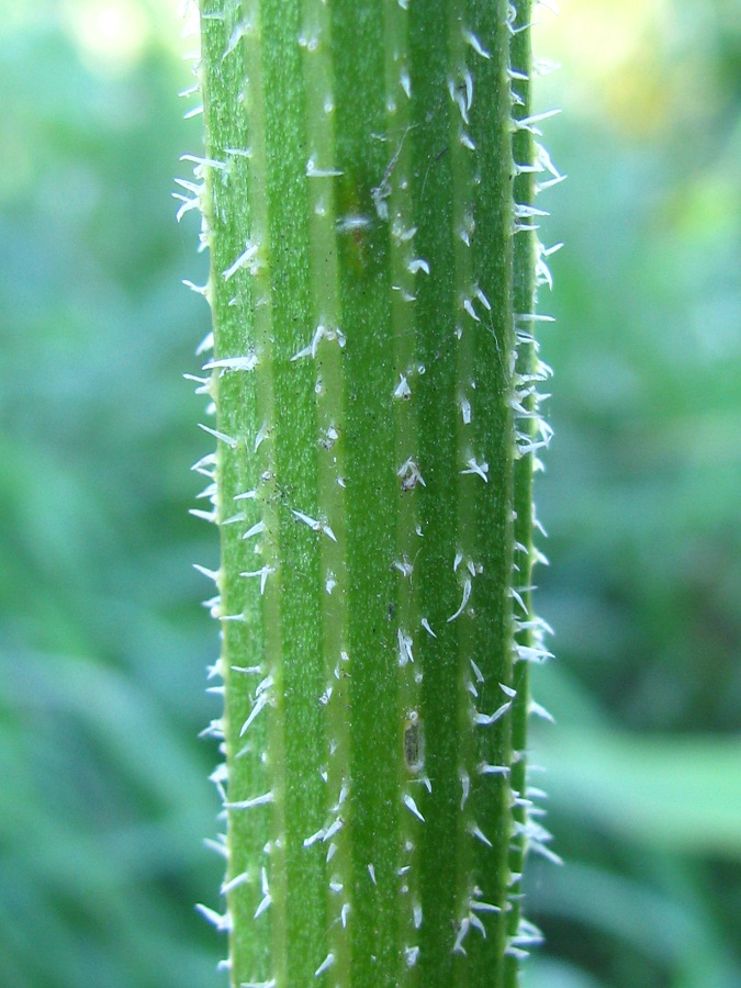 Image of Heracleum sibiricum specimen.