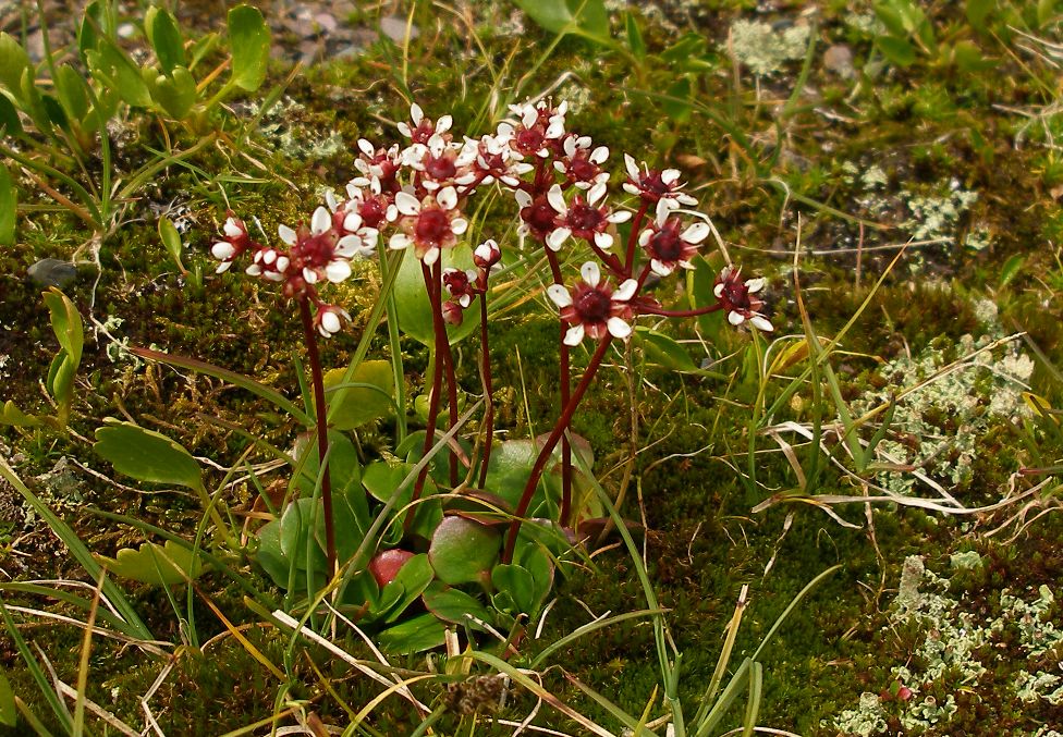 Image of Micranthes melaleuca specimen.