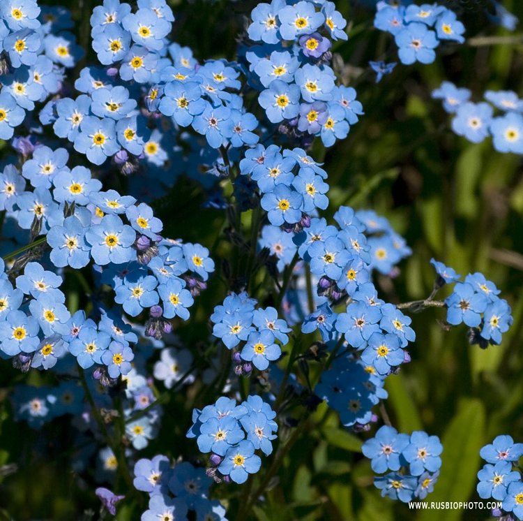 Image of Myosotis asiatica specimen.