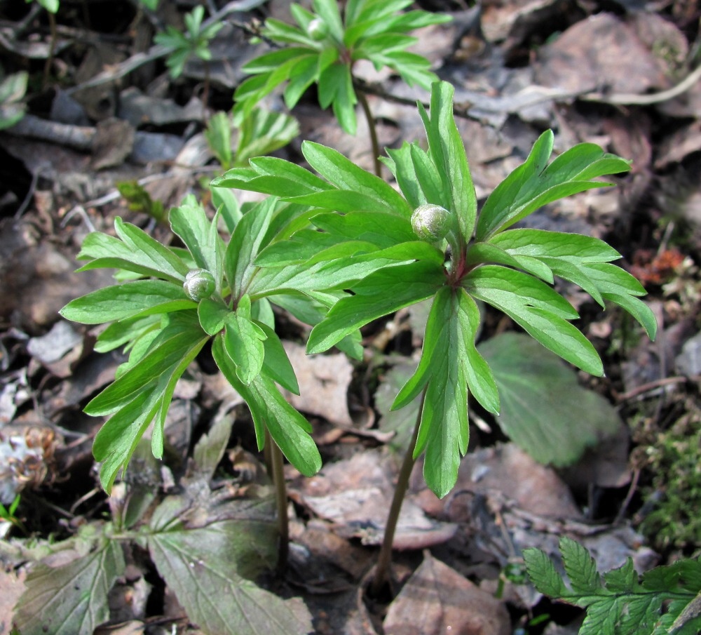 Изображение особи Anemone ranunculoides.