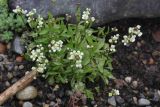 Draba siliquosa