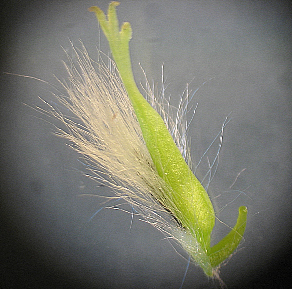 Image of Salix lanata specimen.