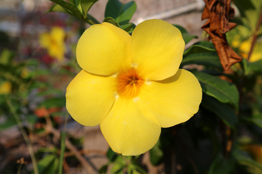 Image of genus Allamanda specimen.