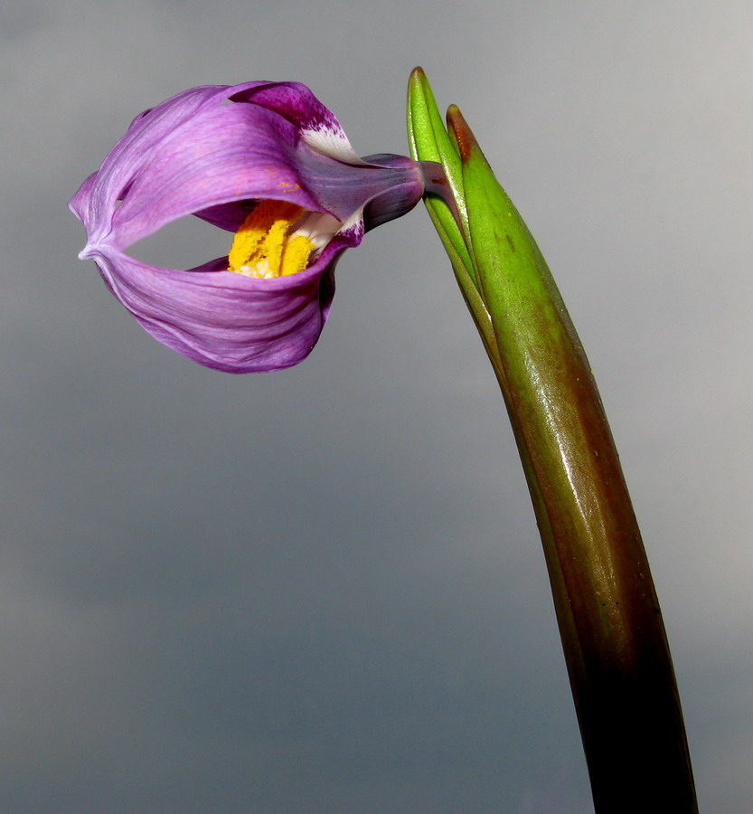 Image of Erythronium sibiricum specimen.