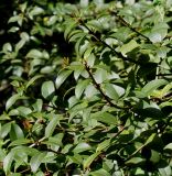 Osmanthus &times; burkwoodii