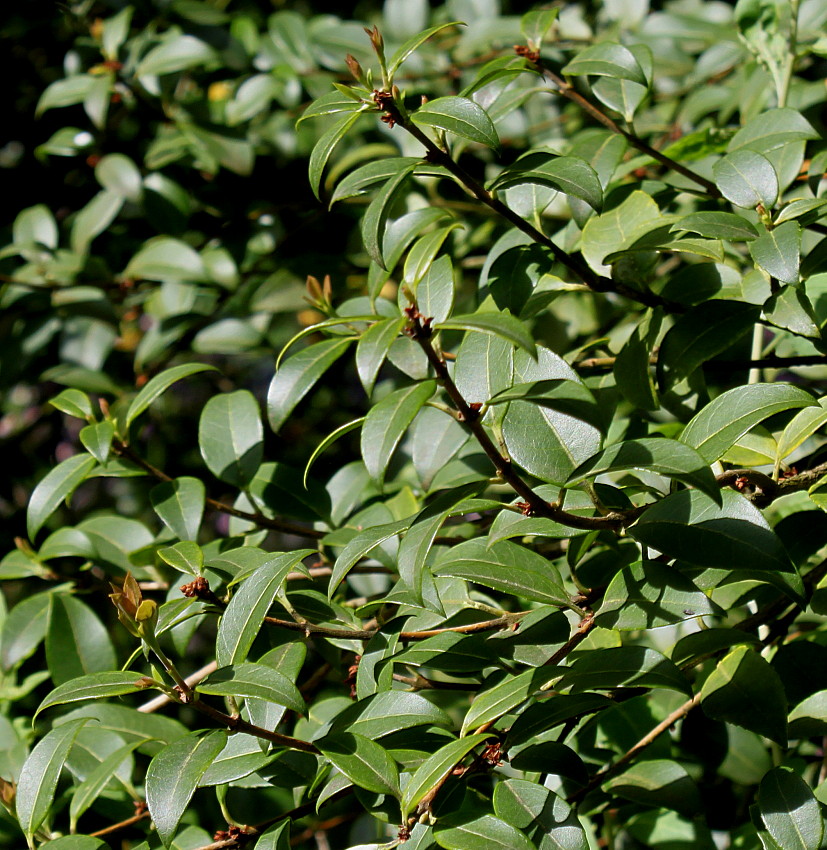 Изображение особи Osmanthus &times; burkwoodii.