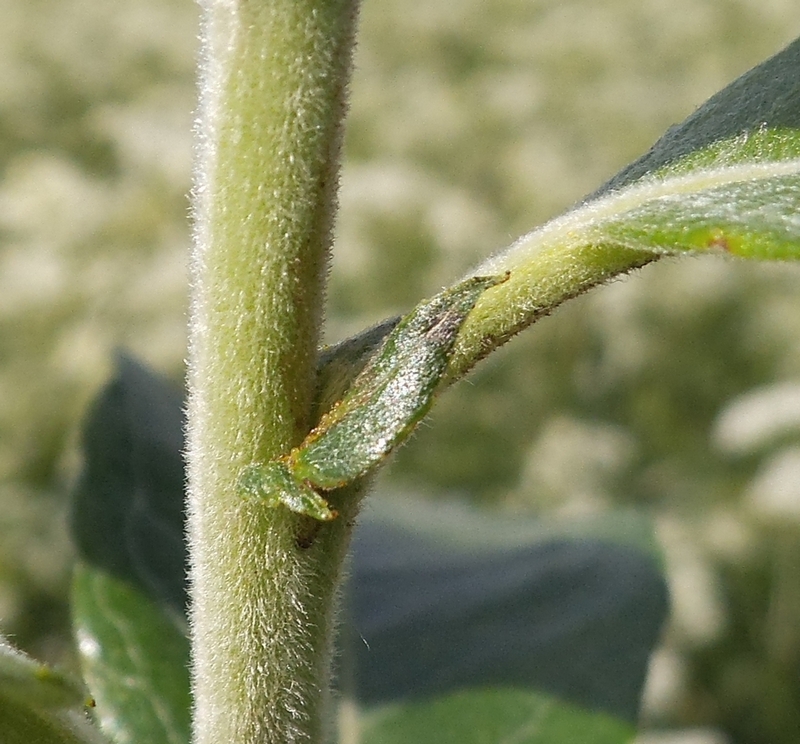 Image of Salix gmelinii specimen.