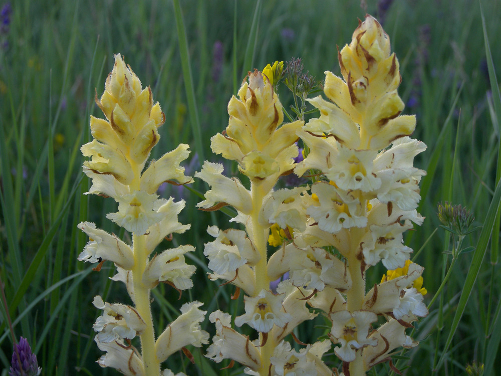 Image of Orobanche lutea specimen.