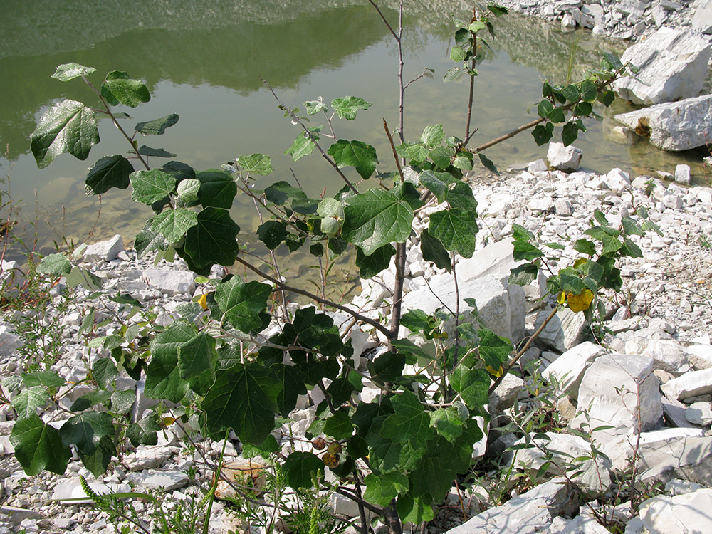 Image of Populus alba specimen.