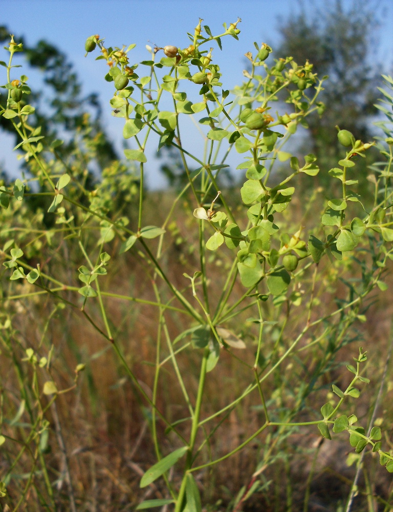 Image of Euphorbia seguieriana specimen.