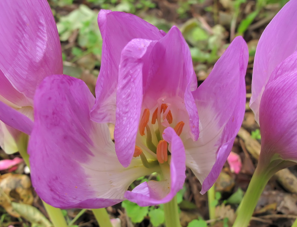 Image of Colchicum speciosum specimen.