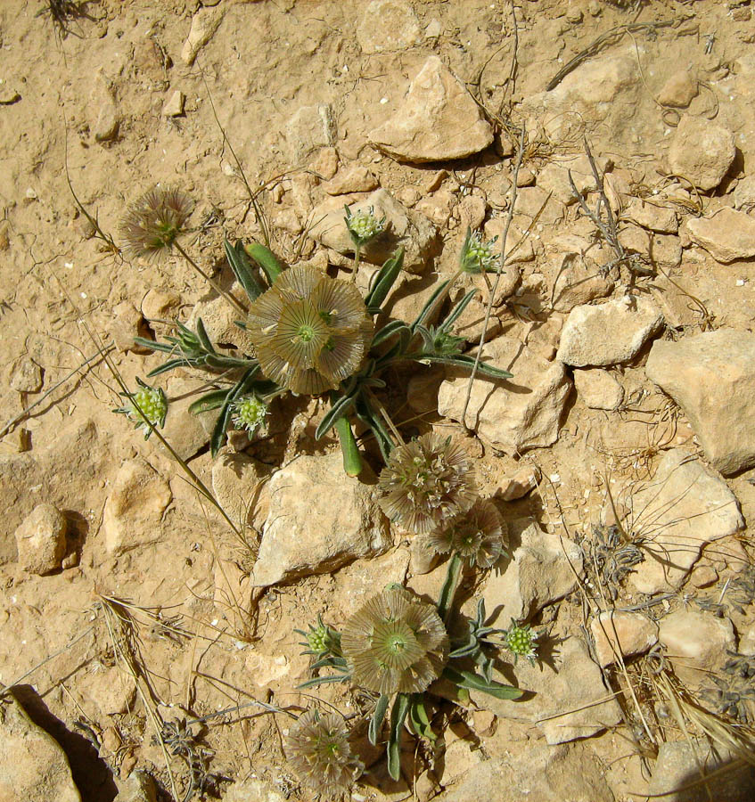 Image of Lomelosia porphyroneura specimen.