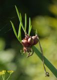 Allium × proliferum