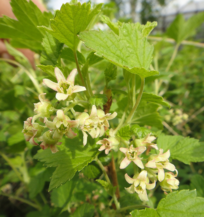 Image of Ribes nigrum specimen.