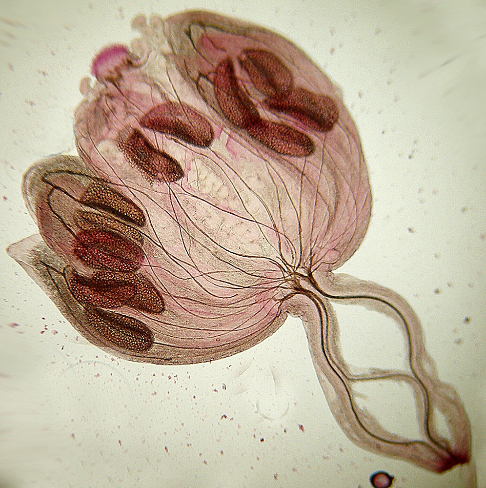 Изображение особи Arabidopsis thaliana.