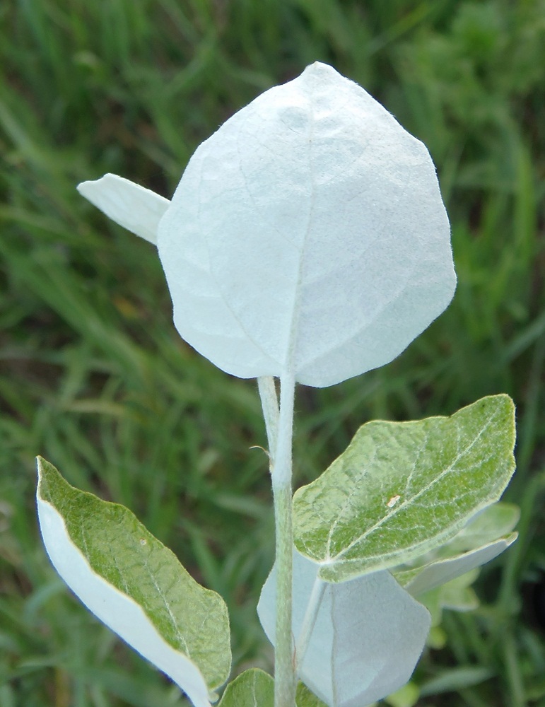 Image of Populus alba specimen.