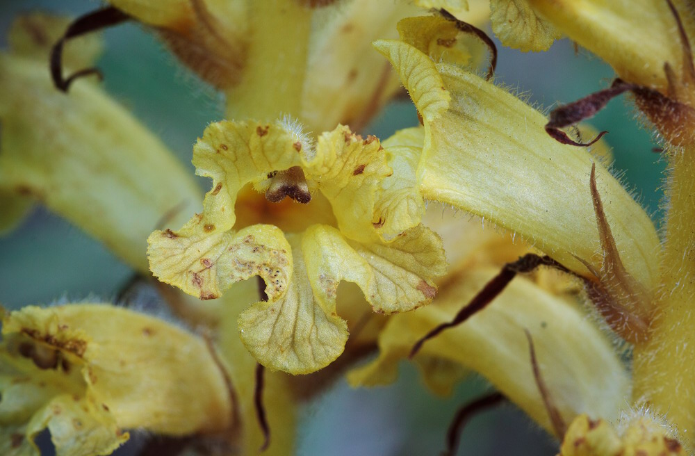 Image of Orobanche laxissima specimen.