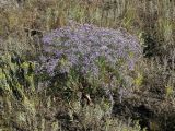 Limonium sareptanum