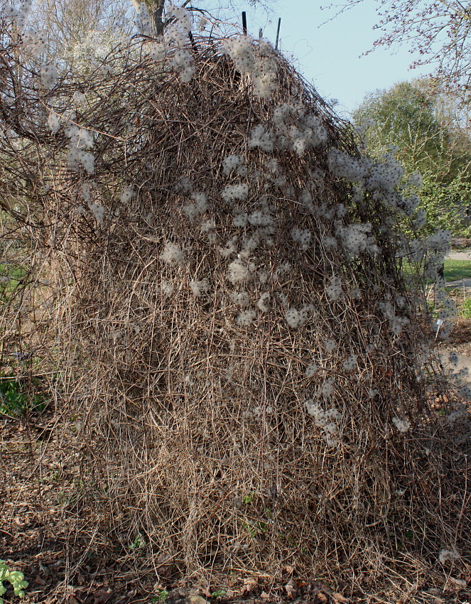 Изображение особи Clematis vitalba.