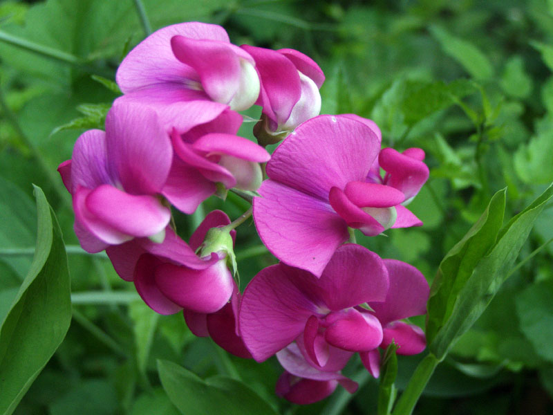 Image of Lathyrus latifolius specimen.