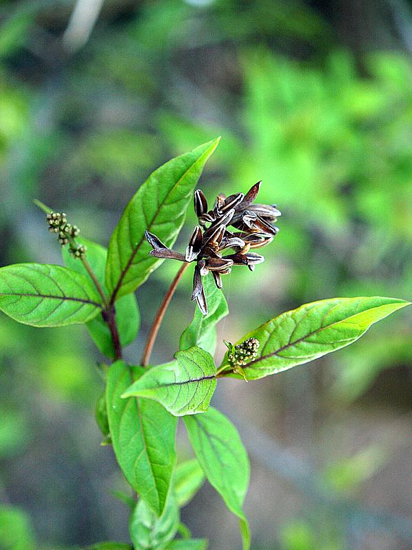 Image of Syringa &times; henryi specimen.