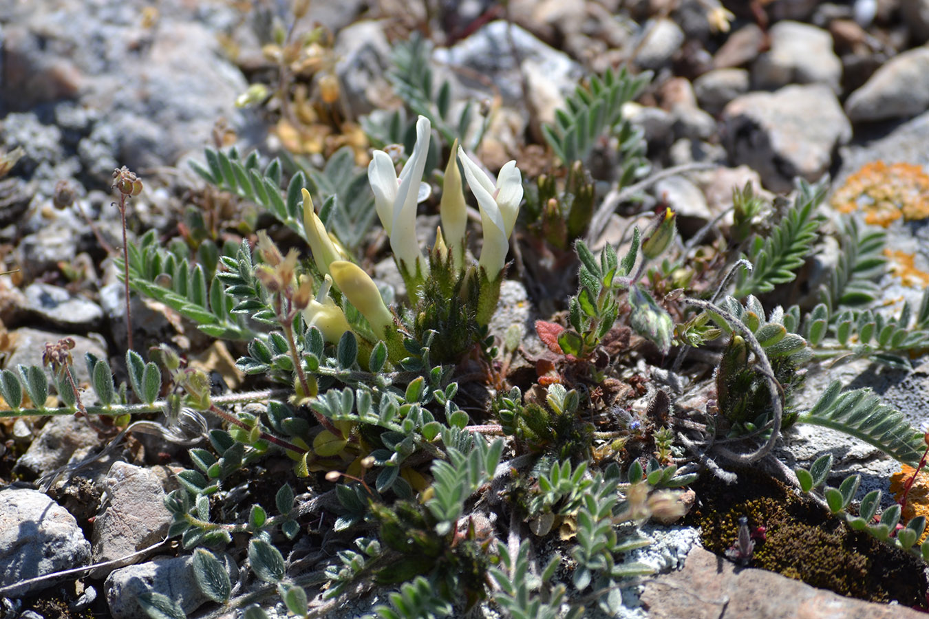 Изображение особи Astragalus rupifragus.