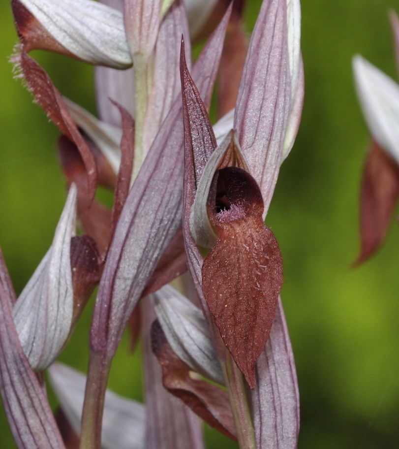 Image of Serapias vomeracea specimen.