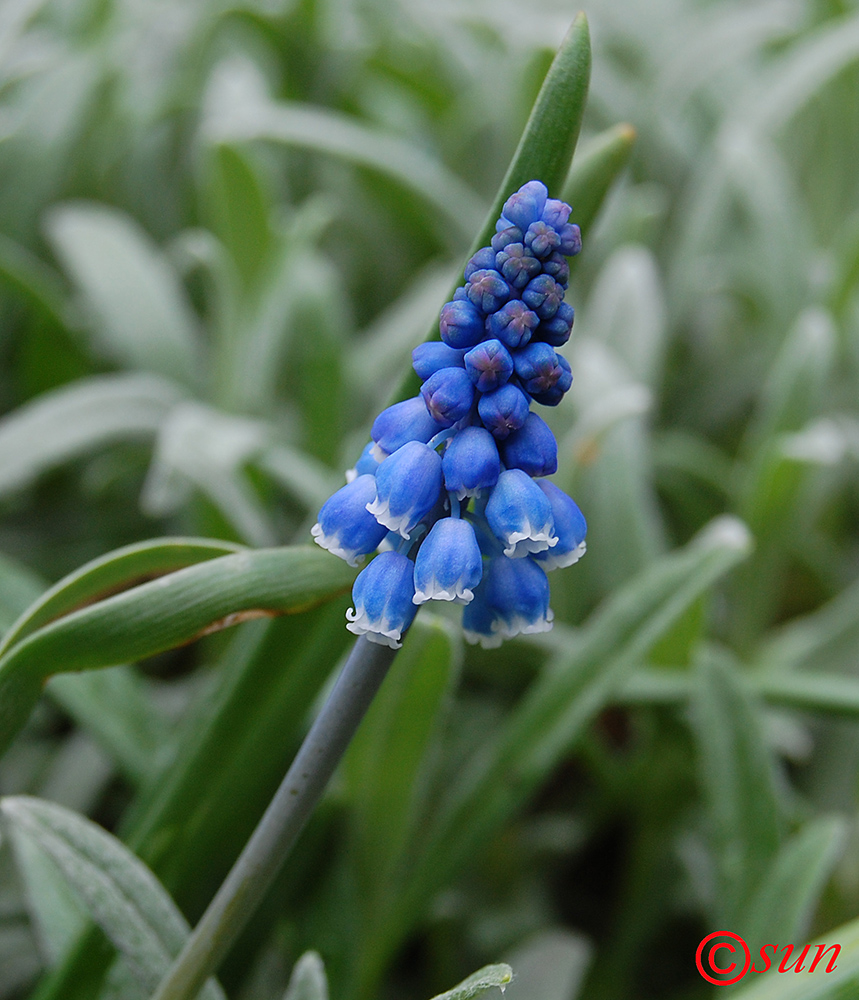 Image of Muscari botryoides specimen.