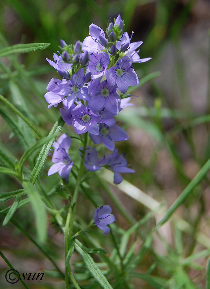 Изображение особи Veronica capsellicarpa.