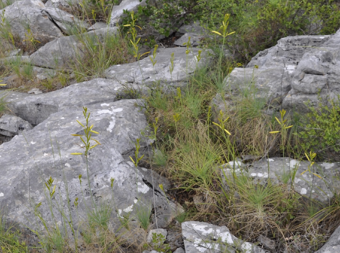 Image of Asphodeline liburnica specimen.