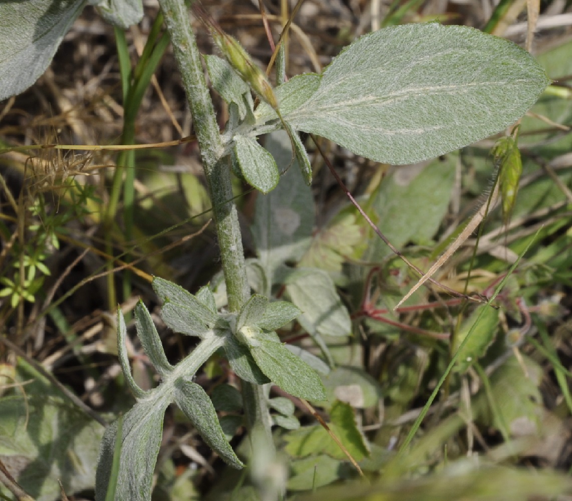 Image of Centaurea cuneifolia specimen.