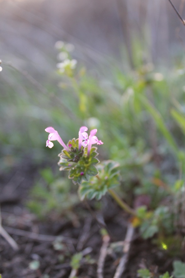 Image of Lamium amplexicaule specimen.