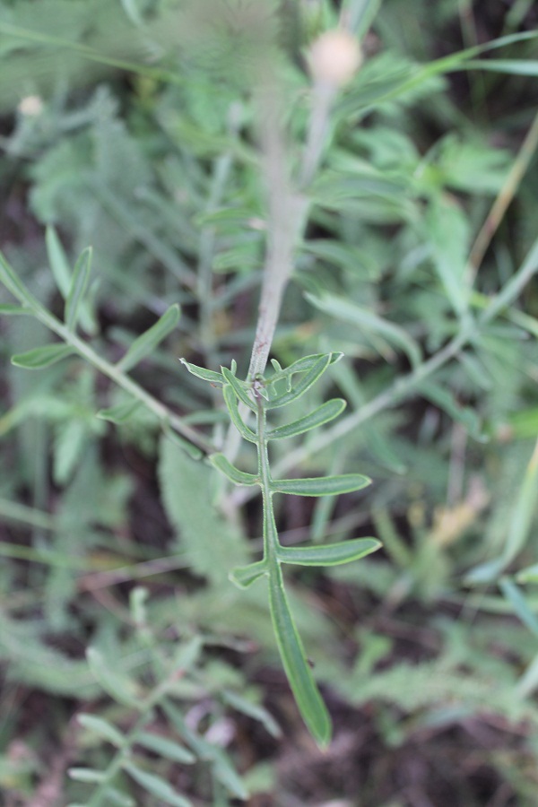 Image of Centaurea orientalis specimen.