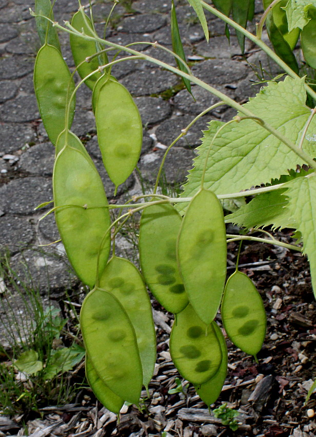 Изображение особи Lunaria rediviva.
