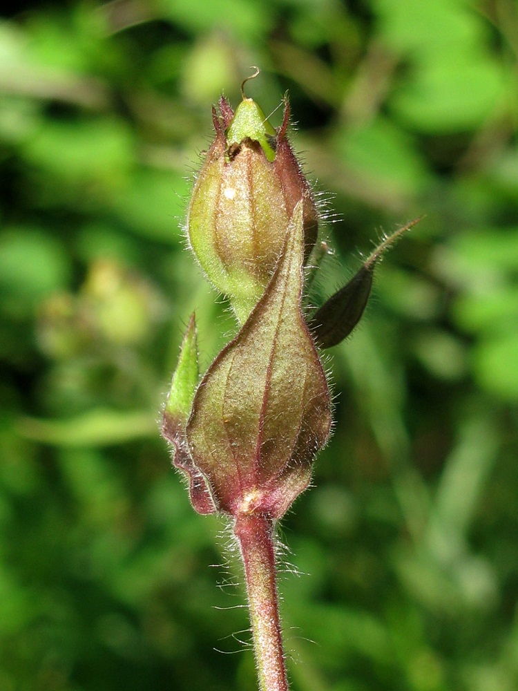 Изображение особи Melandrium dioicum.