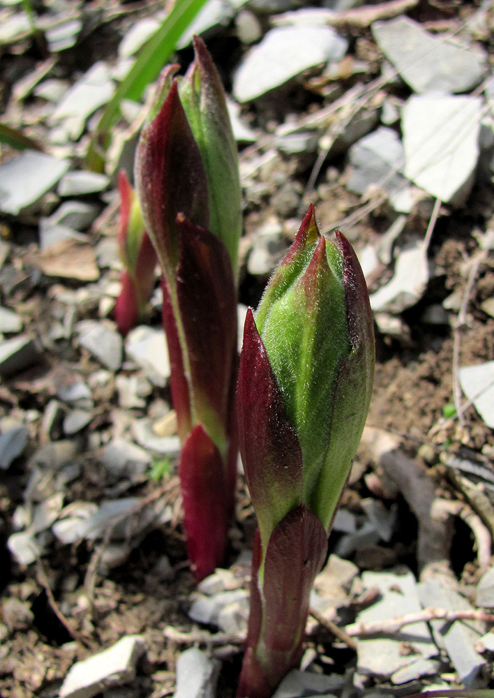 Изображение особи Dictamnus caucasicus.