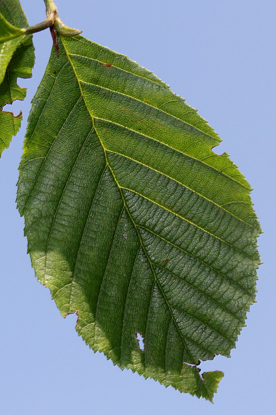 Листья ольхи фото как выглядят