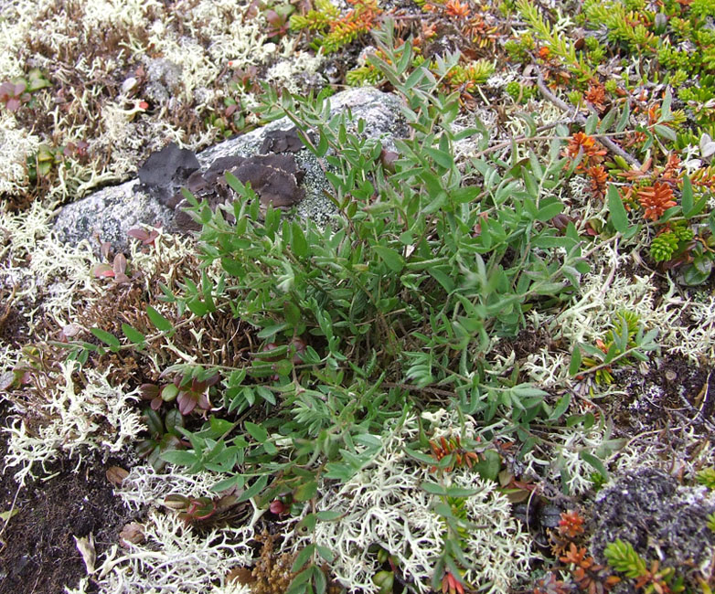 Image of Oxytropis sordida specimen.