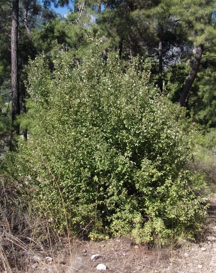 Image of Styrax officinalis specimen.