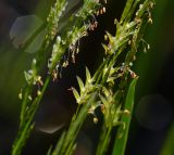 Glyceria fluitans. Часть соцветия с раскрывшимися колосками. Московская обл., Раменский р-н, окр. ж.-д. платформы Хрипань, просека под ЛЭП. 05.06.2014.