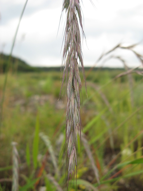 Image of Elymus sibiricus specimen.