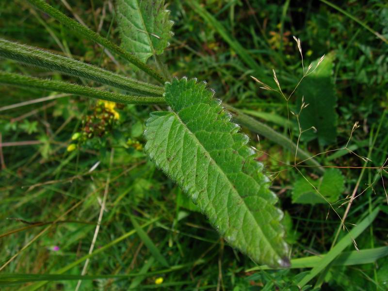 Image of Betonica officinalis specimen.